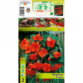 Begonia Pendula Orange interface.image 1