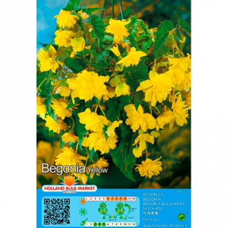 Begonia Pendula Yellow interface.image 1