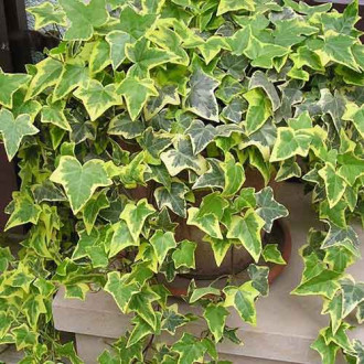 Bluszcz pospolity Ester interface.image 10