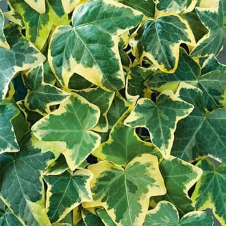 Bluszcz pospolity Golden Mathilda