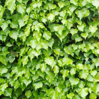 Bluszcz pospolity Green Ripple