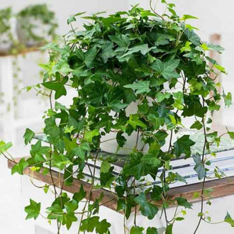 Bluszcz pospolity interface.image 13