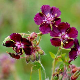 Bodziszek żałobny (Geranium) Samobor interface.image 2