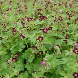 Bodziszek żałobny varosea Lividum (Geranium) interface.image 5