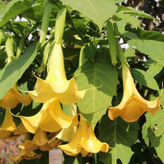Brugmansia Angel's Yellow interface.image 5