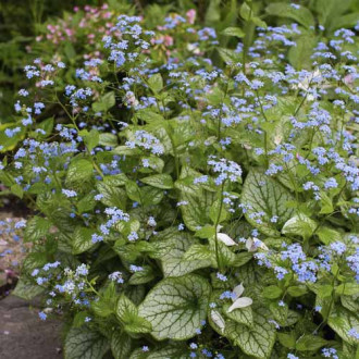 Brunnera Sea Heart, С3 interface.image 4