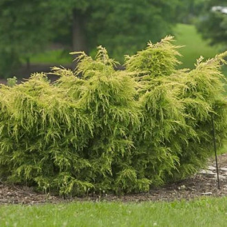 Jalowiec Kuriwao Gold interface.image 15