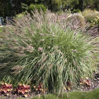 Rozplenica (Pennisetum) Hameln, С3 interface.image 3