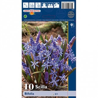 Cebulica Bifolia interface.image 5