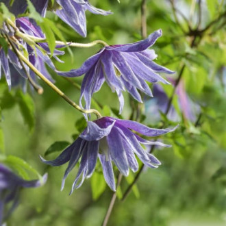 Clematis Cecile, С2 interface.image 3