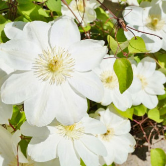 Clematis (Powojnik) Guernsay Cream interface.image 2