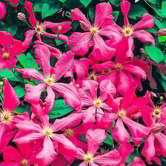 Clematis (Powojnik) Kermesina zdjęcie 7 Clematis (Powojnik) Kermesina interface.image 7