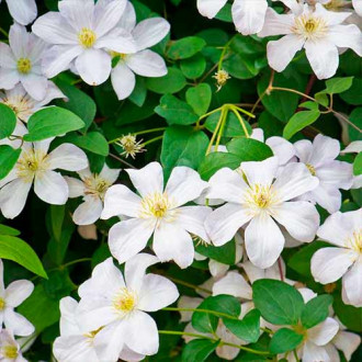 Clematis (Powojnik) Madame Le Coultre interface.image 6