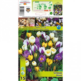 Krokus botaniczny, mix kolorów interface.image 4