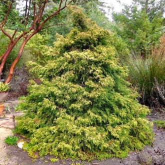 Cyprysik Tsatsumi Gold interface.image 6