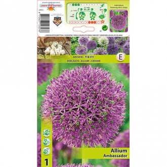 Czosnek (Allium) Ambassador interface.image 6