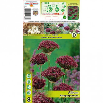 Czosnek (Allium) Atropurpureum interface.image 3