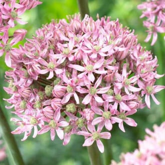 Czosnek (Allium) Pink Jewel interface.image 1