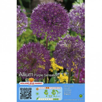 Czosnek (Allium) Purple Sensation interface.image 1