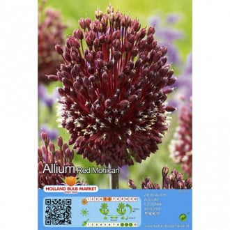 Czosnek (Allium) Red Mohican interface.image 4