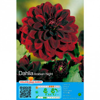 Dalia Arabian Night interface.image 1