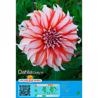 Dalia Dolly H interface.image 1