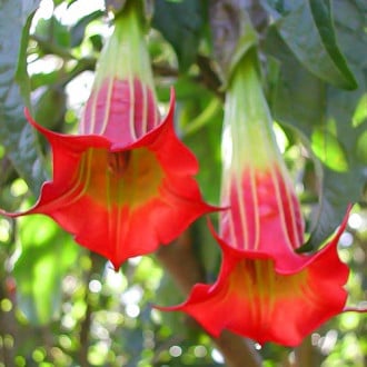 Brugmansia Red interface.image 1