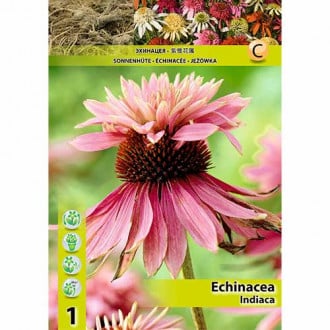 Jeżówka (Echinacea) Indiaca interface.image 3