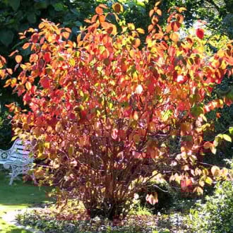 Dereń biały Siberian pearls