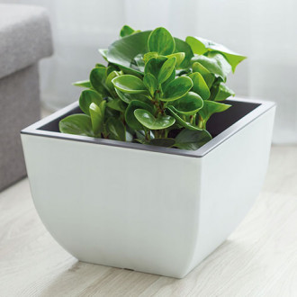 Doniczka kwadratowa Muna bicolor, biały + beton, 30 cm interface.image 11