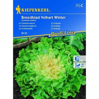 Salata endywia Breedblad Volhart Winter interface.image 6