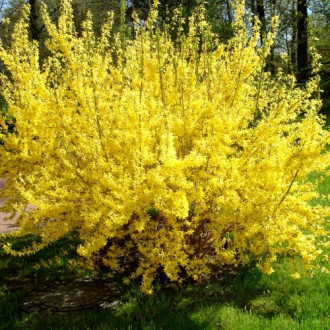 Forsycja pośrednia Goldzauber interface.image 5