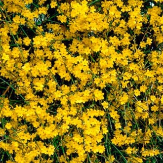 Forsycja karłowa Weber's Bronx interface.image 11