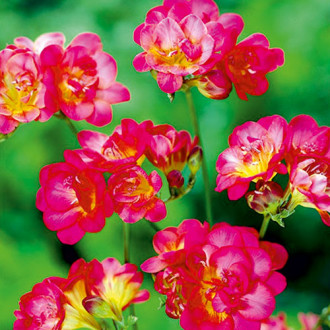 Frezja czerwona interface.image 8