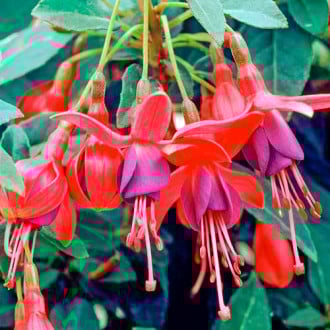 Fuksja Tom Pouce interface.image 8