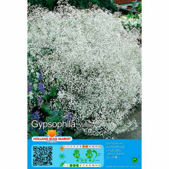 Gipsówka (Gypsophila) White interface.image 1