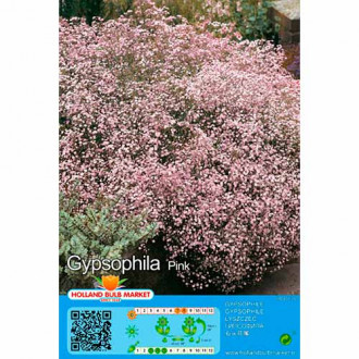 Gipsówka (Gypsophila) Pink interface.image 1