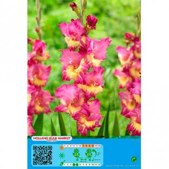 Gladiola (Mieczyk) Far West interface.image 6