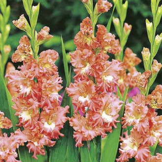 Gladiola (Mieczyk) karbowany Shady Frizzle interface.image 5