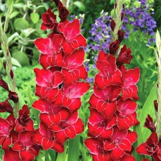 Gladiola (Mieczyk) wielkokwiatowy Baccara interface.image 3