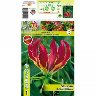 Glorioza Rotszylda (Gloriosa Rothschildiana) interface.image 1