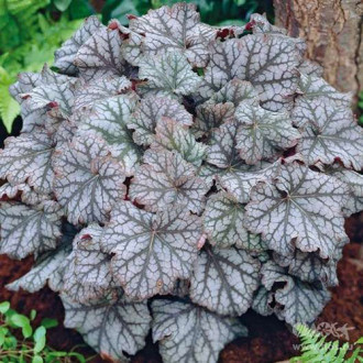 Heuchera (Żurawka) Mars interface.image 13