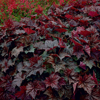 Heuchera (Żurawka) Palace Purple interface.image 4
