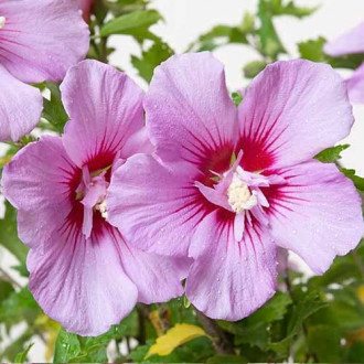 Hibiskus (Ketmia syryjska) Maike interface.image 11