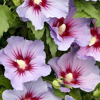 Hibiskus (Ketmia syryjska) Marina interface.image 13