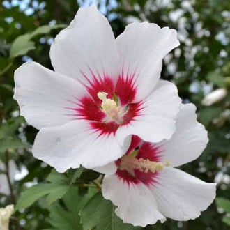 Hibiskus (Ketmia syryjska) Shintaeyang interface.image 5