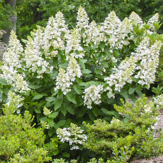 Hortensja bukietowa Grandiflora interface.image 6