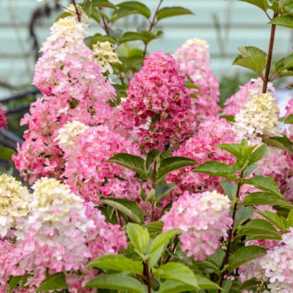 Hydrangea panic. Fraise Melba Renba, С2 interface.image 2