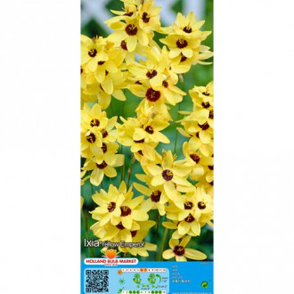 Iksja Yellow Emperor interface.image 3