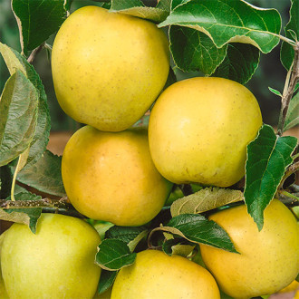 Jabłoń Golden Reinders, C2 interface.image 18